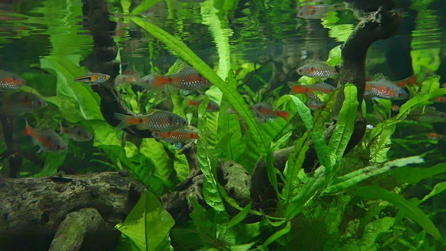 Colorful fish swimming in aquarium