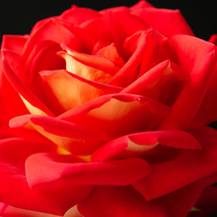 Naklejka premium Flower of the rose on a black background.