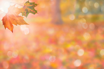Naklejka na ściany i meble autumn background (copy space)