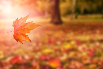 autumn background