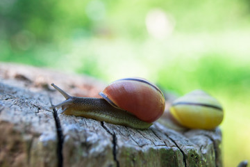Snail on wood