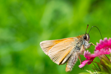 Yellow butterfly on red flower