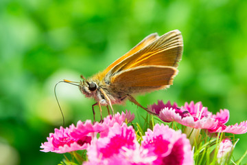 Yellow butterfly on red flower