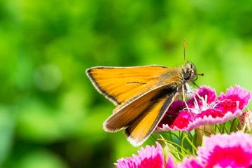 Yellow butterfly on red flower