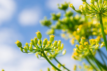 Green dill flower isolated on blue sky.