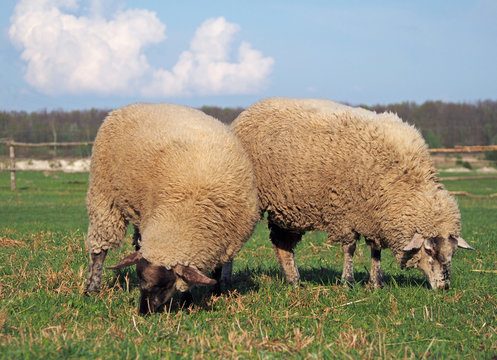 Group of sheep grazing on a spring pasture