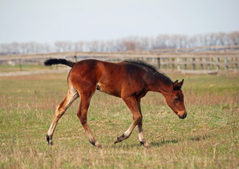 Fototapeta premium Little pedigree bay foal makes first steps on a pasture