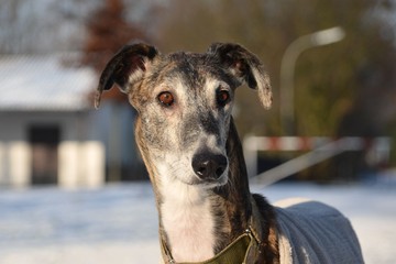 Galgo Portrait