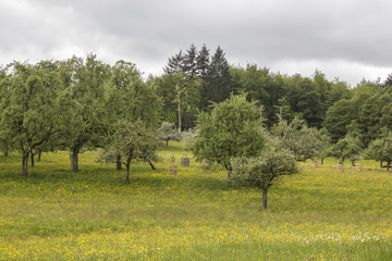 meadow with apple trees