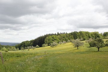 meadow with apple trees