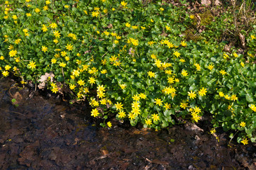 wild yellow flowers