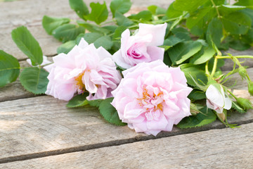 roses on wooden background