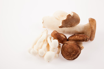 Mushroom on white background