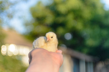 Bare Human Hand Holding Small Yellow Chick