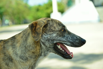 Obraz premium Homeless stray dog on street