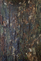 Tree bark texture