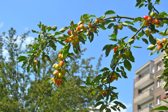 Pfirsichbaum