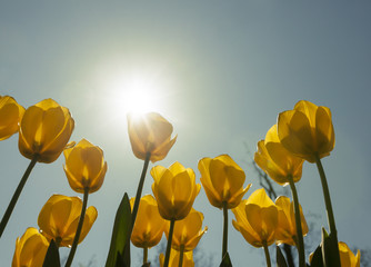 Obraz premium Yellow Tulips