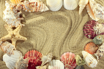 sea shells with sand as background