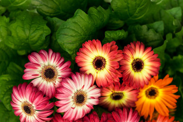 colorful Chrysanthemum in a pot