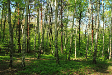 Fototapeta na wymiar birch tree forest
