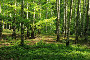 birch tree forest