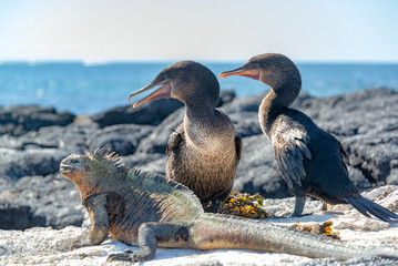 Two flightless cormorants and a marine iguana on Fernandina Island in the Galapagos Islands in...