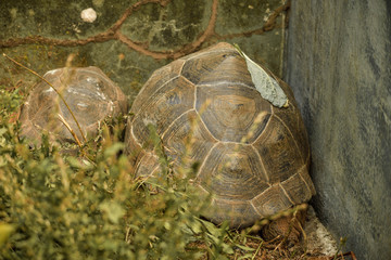 Tortoise