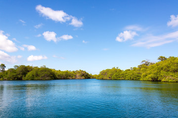 View of a mangrove forest on Isabela Island in the Galapagos Islands in Ecuador