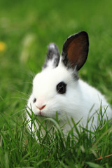 black and white rabbit in the grass