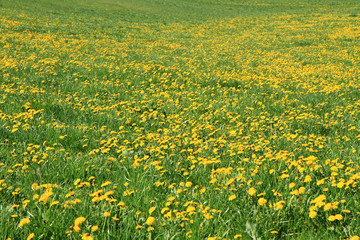 dandelion field