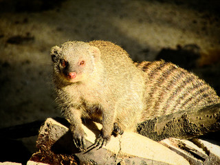 Opossum is looking forward for some food
