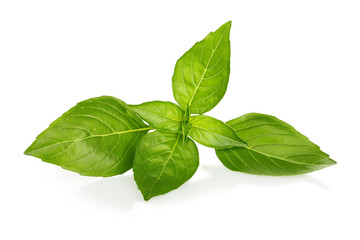 basil