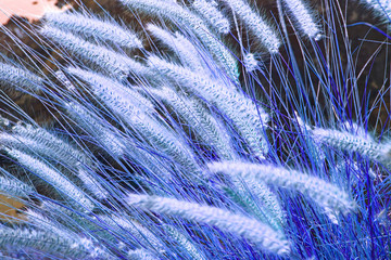 The rye was beginning to ear (Tenerife, Canary Islands, Spain)
