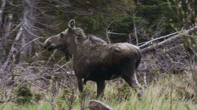Moose Cow and Calf Warning Grunt