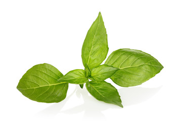 basil leaves