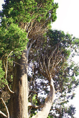 The huge tree in Locrum island, Croatia
