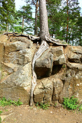 Roots inside the stone, Valaam Island, Russia
