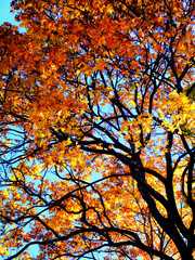 The autumn tree in yellow and orange tones
