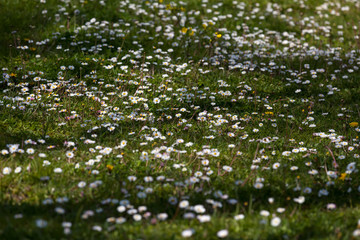 Fototapeta premium Field of daisies