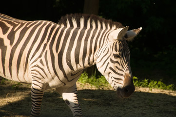 Zebra at the zoo