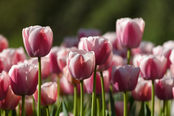 Fototapeta premium Tulips