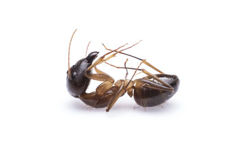 Macro image of a ant isolated on white background