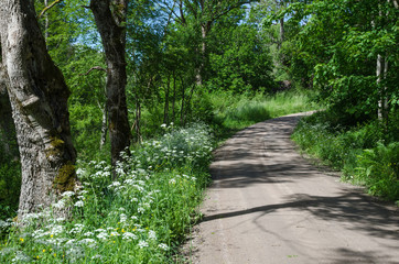 Fototapeta premium Gravel road with summer feeling
