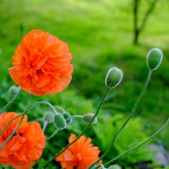 Leuchtende Mohnblumen vor grünem Hintergrund