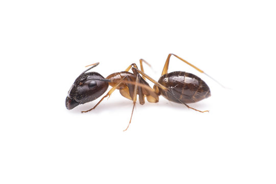 Macro image of a ant isolated on white background