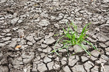 grass in the dry ground