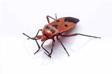 Red firebug