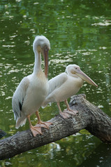 two white pelicans sitting near small pond in garden