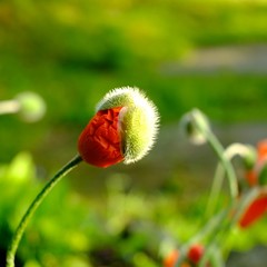 Obraz premium Mohnknospe entfaltet sich